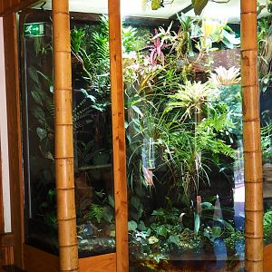 Golden mantella and yellow-headed day gecko terrarium