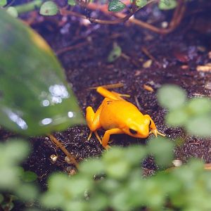 Golden mantella (Mantella aurantiaca)