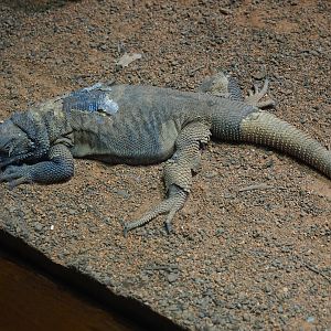Common chuckwalla (Sauromalus ater)