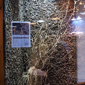 Terrarium wandering violin mantis