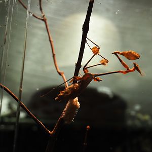 Wandering violin mantis (Gongylus gongylodes)