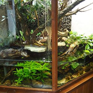 Terrarium San Francisco garter snake (Thamnophis sirtalis tetrataenia)