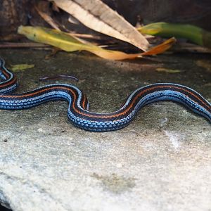 San Francisco garter snake (Thamnophis sirtalis tetrataenia)