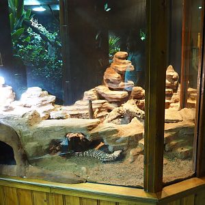 Gilamonster terrarium