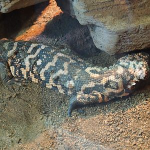 Gilamonster (Heloderma suspectum)