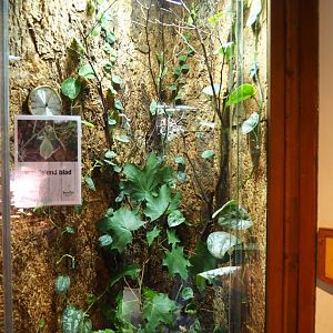 Leaf insect terrarium