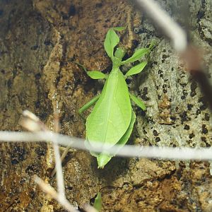 Unspecified leaf insect (Phylliidae family)