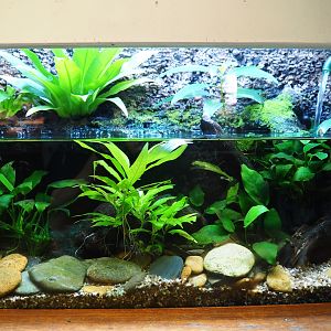 Oriental fire-bellied newt terrarium