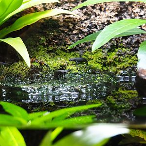 Oriental fire-bellied newts (Cynops orientalis)