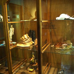 Animal products not to buy anywhere display case