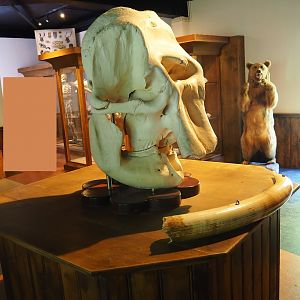 Zoological museum - Elephant skull and tusk display