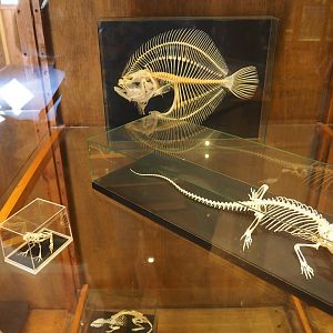 Assorted animal skeletons display
