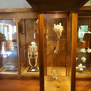 Assorted animal skeletons display