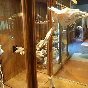 Assorted animal skeletons display