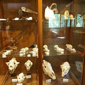 Assorted animal skeletons display