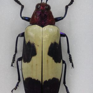 Chrysochroa buqueti