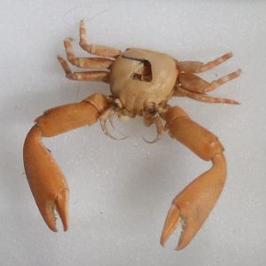 Some Crab-species