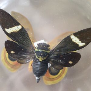 Cicada-species