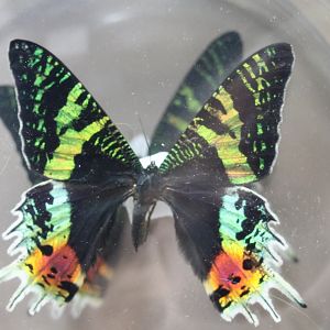 Chrysiridia rhipheus