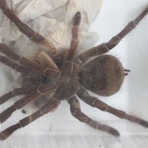 Theraphosa stimi - female