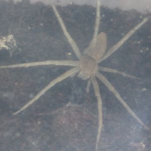 Heteropoda species
