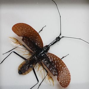 Mormolyce phylloides.