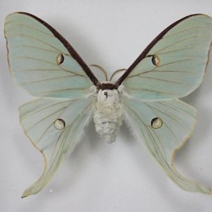 Actias luna