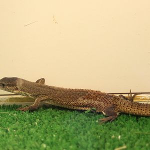 Varanus primordius