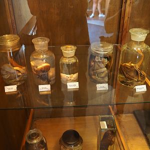 Formaldehyde-preserved specimens