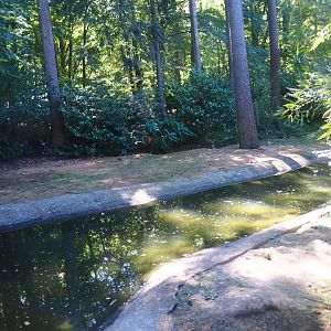 Chilean flamingo exhibit