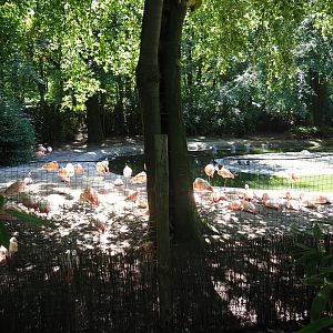 Chilean flamingo exhibit