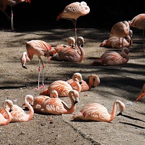 Chilean flamingos (Phoenicopterus chilensis)