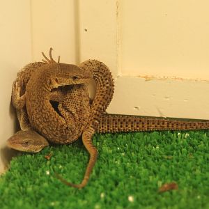 Varanus primordius