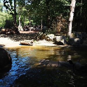 Indian rhinoceros exhibit