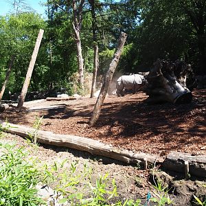 Indian rhinocero exhibit