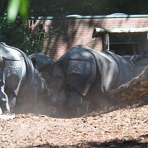 Indian rhinoceri Puri and Thanos kicking up dust
