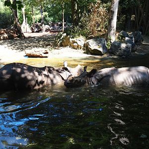 Indian rhinoceri (Rhinoceros unicornis) Puri and Thanos in the pool