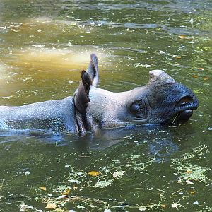 Indian rhinoceros (Rhinoceros unicornis) in the pool