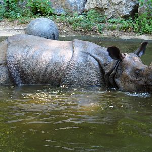 Indian rhinoceros (Rhinoceros unicornis) in the pool