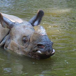 Indian rhinoceros (Rhinoceros unicornis) in the pool