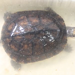 Mauremys mutica mutica