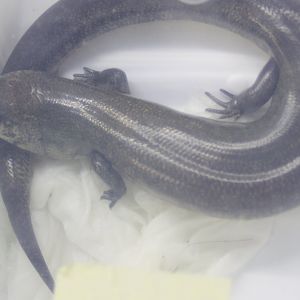Amphiglossus reticulatus