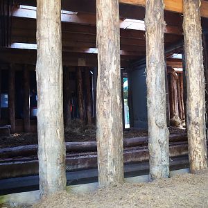 Indian rhinoceros stable