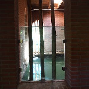 Indian rhinoceros indoor pool