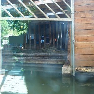 Indian rhinoceros indoor pool and stable