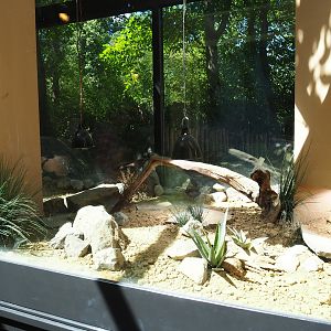 Egyptian tortoise terrarium in the rhinoceros house