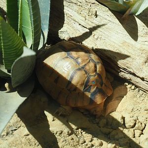Egyptian tortoise (Testudo kleinmanni)
