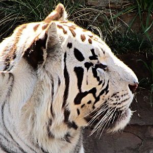 White Tiger