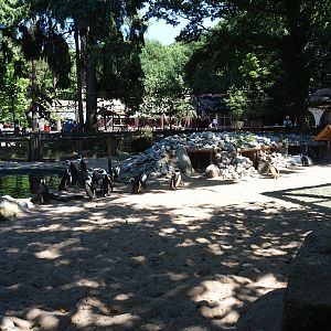 Black-footed penguin exhibit