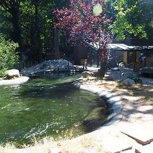 Black-footed penguin exhibit